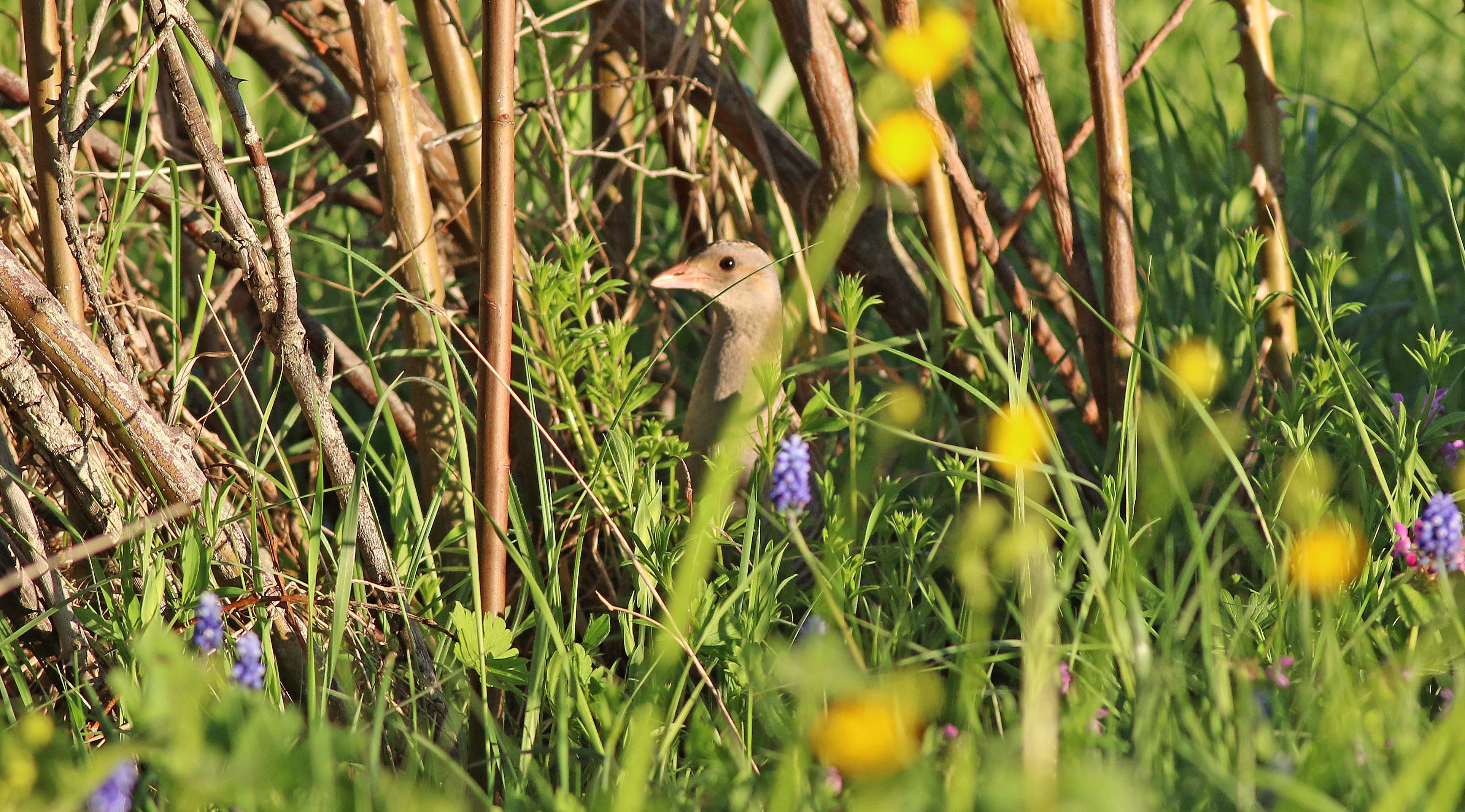 Corn Crake
